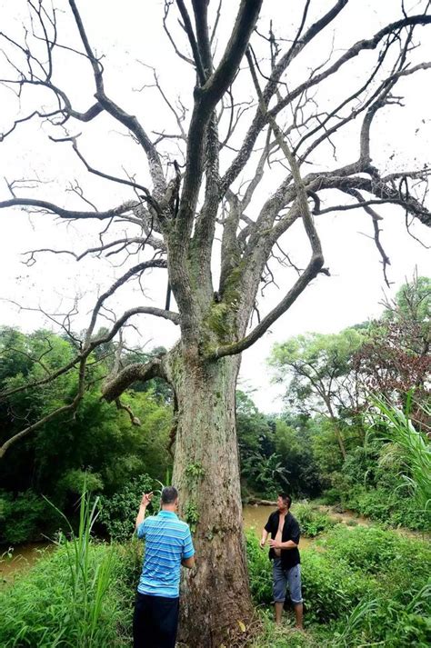 樟樹枯萎|以樟樹為例說明樹木害蟲管理